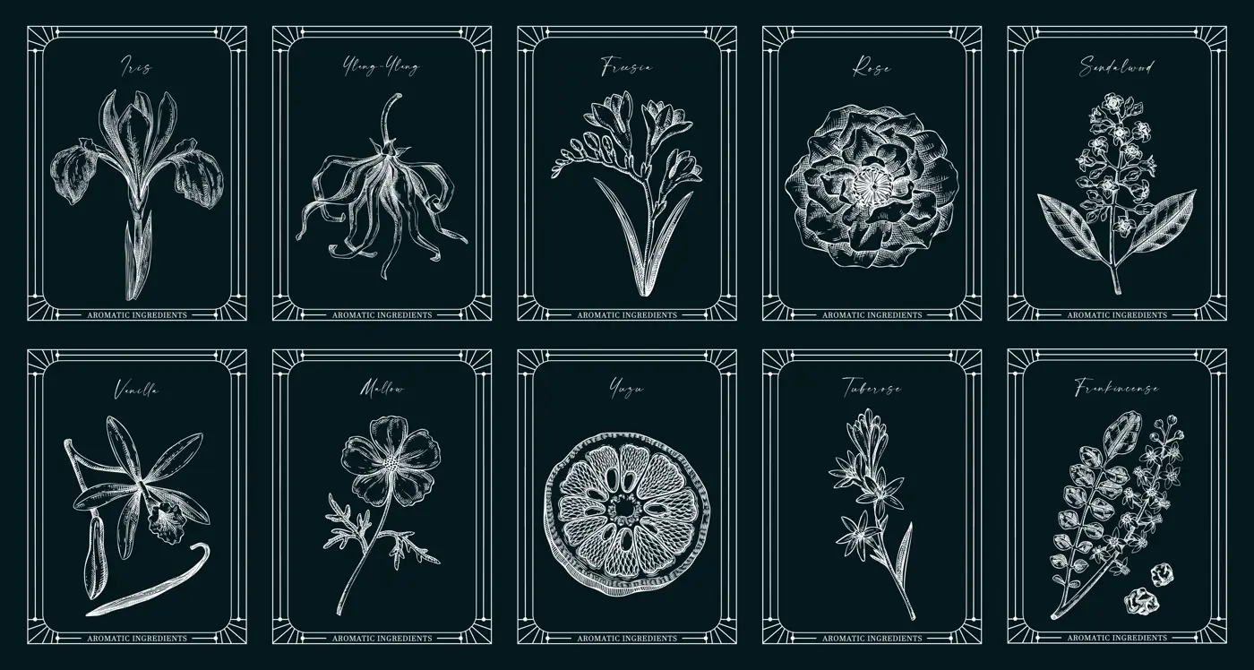 Vector set of botanical perfumery and cosmetic product label templates. Vintage hand-drawn illustration on chakboard. Retro style perfume designs. NOT AI generated  Illustration